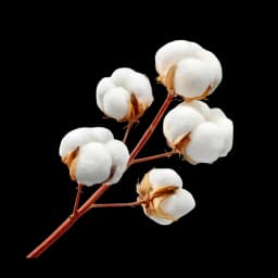Cotton