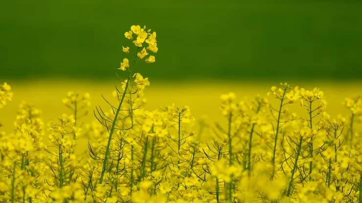 Mustard