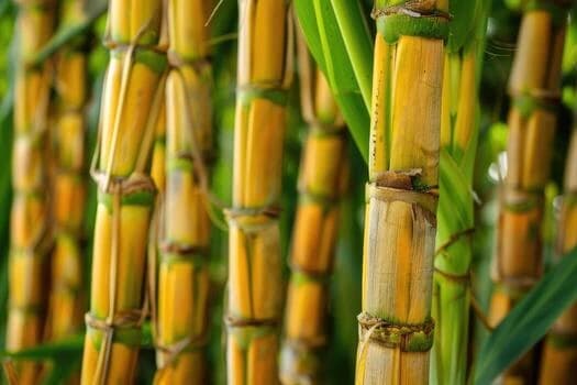 Sugarcane